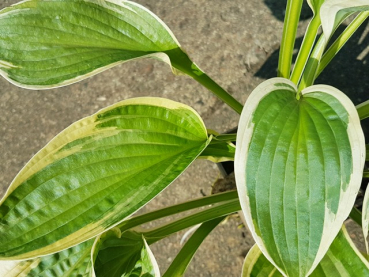 Hosta sieboldiana Wide Brim Weißrandige Garten Funkie